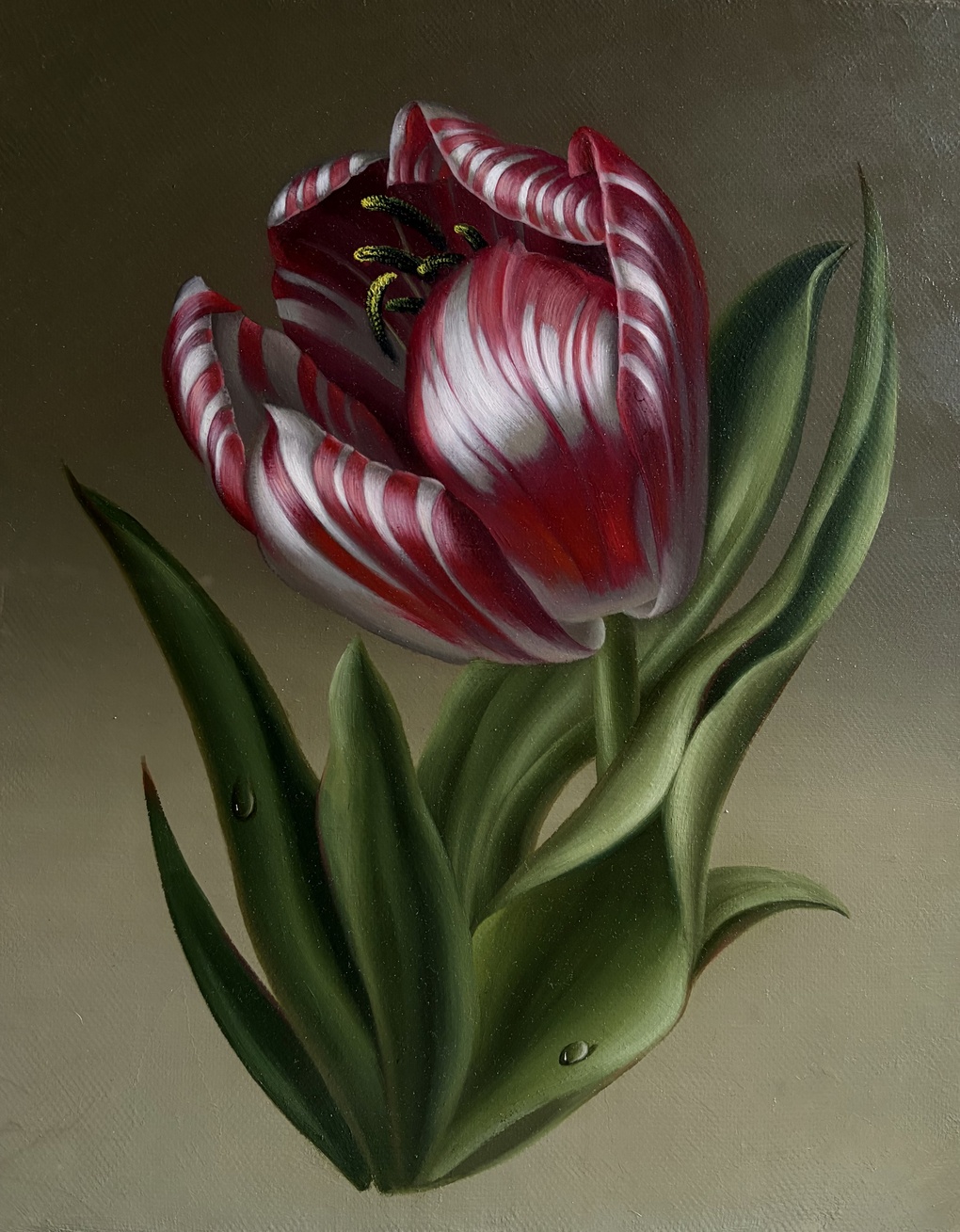 Striped Tulip